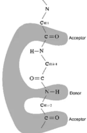 Table 5: Intermolecular hydrogen bonds between  CDK2 and Roscovitine, and  CDK5 and Roscovitine.