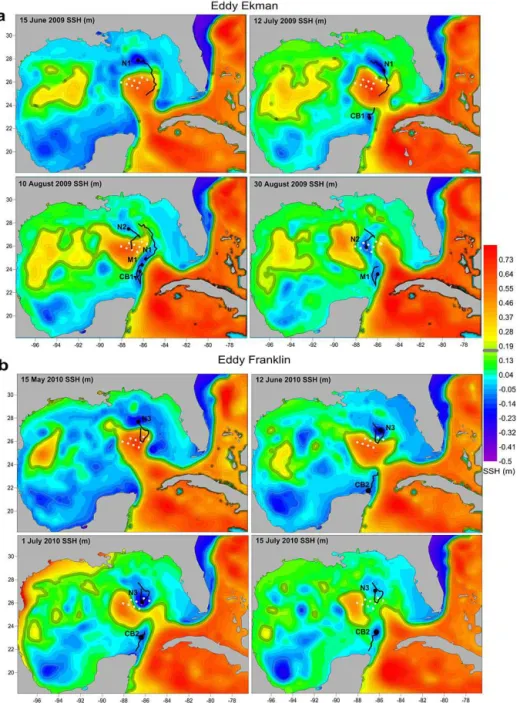 Figure 5. Sea Surface Height (SSH, m) distribution from GoM-HYCOM for four characteristic dates of the (a) Eddy Ekman and (b) Eddy Franklin case studies