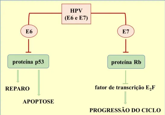 Figura 3: Modelo de atuação das proteínas E6 e E7 do HPV sobre proteínas da célula .  