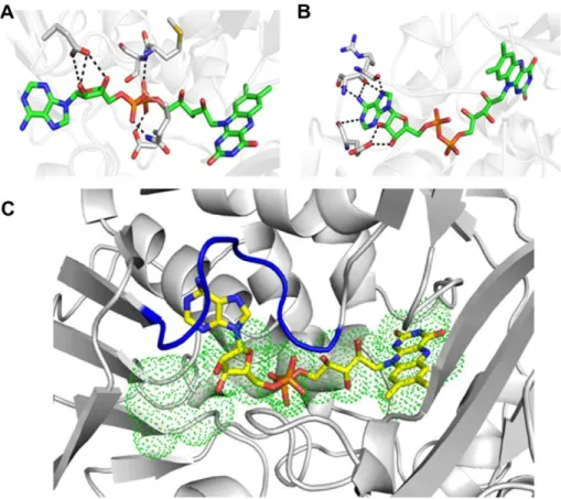 Fig. 4. FAD-binding mode in molecules B (A) and A (B) of BjsuLAAO crystal structure. (C) Superposition of FAD in molecule A (sticks in atom colors), and molecule B (green dots)