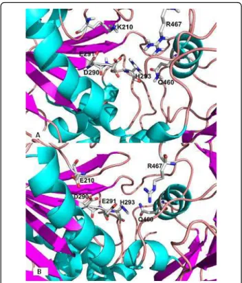 Figure 1 Key residues involved in ATP binding: (A) Template (PDB1A1V; Kim et al., 1998) [18], (B) patient RF007 showing the substitution of lysine for glutamic acid at position 210 of NS3.