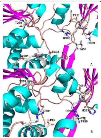 Figure 3 (A) Key residues in contact with an oligonucleotide bound to the helicase template (PDB 1A1V; Kim et al., 1998) [18]; (B) Substitution of tryptophan for arginine at position 501 of NS3, present in patient RF020.