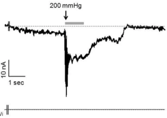 Figure 9. MCs transduce the strength and the length of the stimulation. A 100 mmHg-suction was applied to transfected MCs
