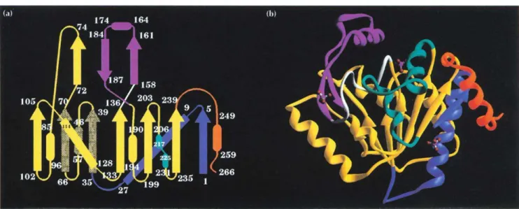 Fig.  1.  GIcN6P  deaminase  monomer.  (a)  Topology  diagram.  A  central  seven-stranded  parallel  sheet  (DCBEFGA)  surrounded  by helices  1-8  forms  a  typical  open  u/p  structure  together  with  an  antiparallel  three-stranded  sheet  (A'C'B') 