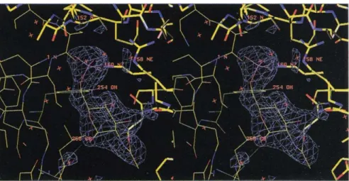 Fig.  3.  Stereoview  of  the  difference density  for  the  refined  structure  of the  allosteric  activator,  GlcNAc6P,  in the  enzyme-activator-Pi  complex