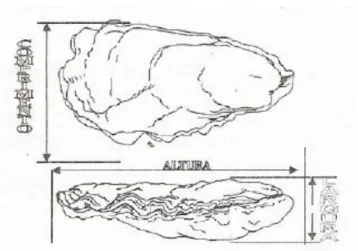 Figura 9  –  Dimensionamento das conchas de ostras, segundo Galtsoff (1964). 