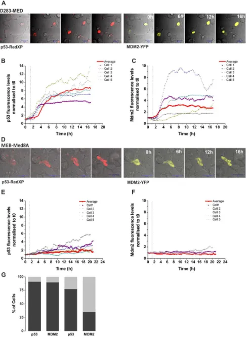 Figure 3. Expression of WT p53 does not restore p53 activity in MEB-Med8A cells. (A–C) D283-MED cells were co-transfected with p53- p53-dsRedXP and MDM2-YFP and imaged using time lapse confocal microscopy