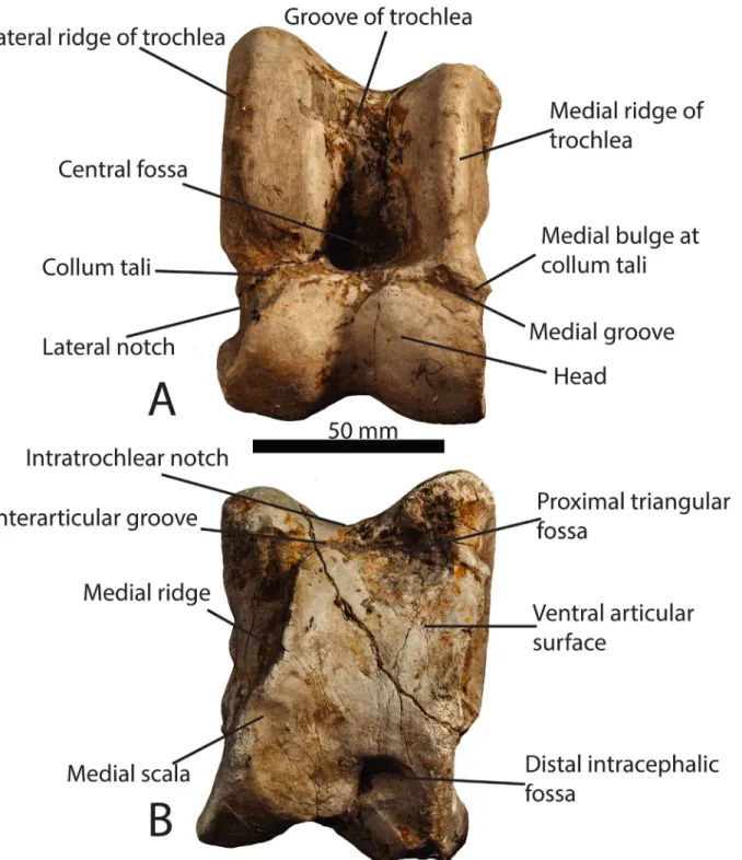 Fig 1. Astragalar terminology. (A) Photograph of a Samotherium major (GMM 2002) astragalus in dorsal view, with representative terminology