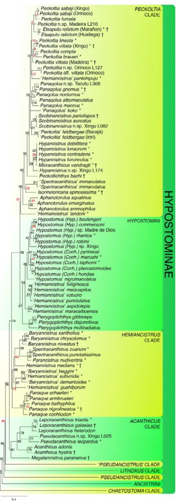 Figura 2: Relações filogenéticas da subfamília Hypostominae. (Fonte: Lujan et al. 2015)