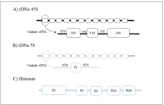 Figura 3: Esquema da organização das famílias multigênicas em eucariotos superiores: A- Genes  ribossomais rDNA 45S; B- genes ribossomais rDNA 5S; C- Histonas