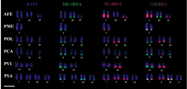Figura 7: Mapeamento cromossômico do rDNA 18S (verde) e 5S (vermelho) em espécies de  Ancistomus e Peckoltia