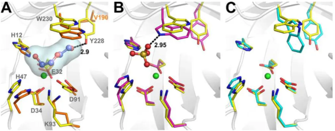 Fig. 4. The active site. Structural alignment among class I and II PLDs and a glycerophosphodiester phosphodiesterase (GDPD) from Thermus thermophilus
