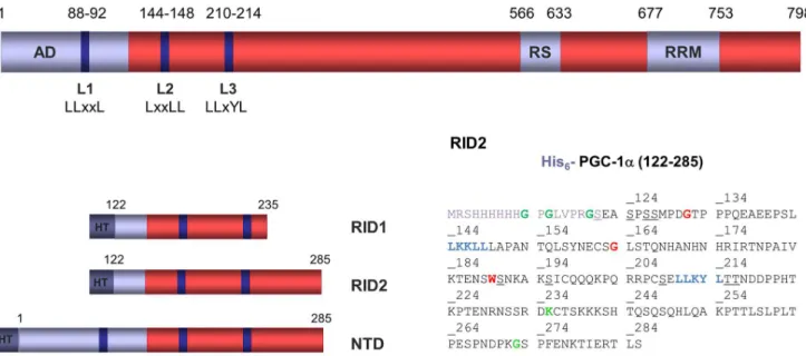 Figure 1. Architecture of human PGC-1a and constructs used in this study. PGC-1a contains three LxxLL motifs, two of which (L2 and L3) are responsible for specific interaction with NRs