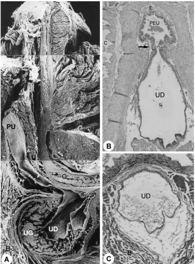 Fig. 5 Sagittal section through the penile bulb. ×25. (B) Transition between pelvic and penile urethra (region of the penile bulb)