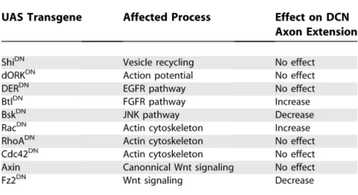 Table 1. The Effects of Transgenes Expressed in the DCNs on Axonal Extension to the Medulla