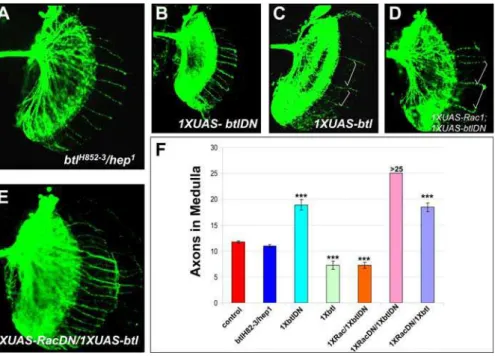 Figure 5. The FGFR Breathless Acts Upstream of Rac1 to Control DCN Axon Number