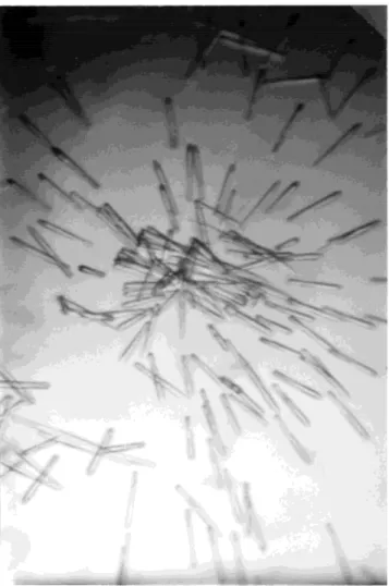 Fig. 6. Crystals of TAP–BPTI in a 10 mL sitting drop. Central crystal is a BPTI seed crystal.