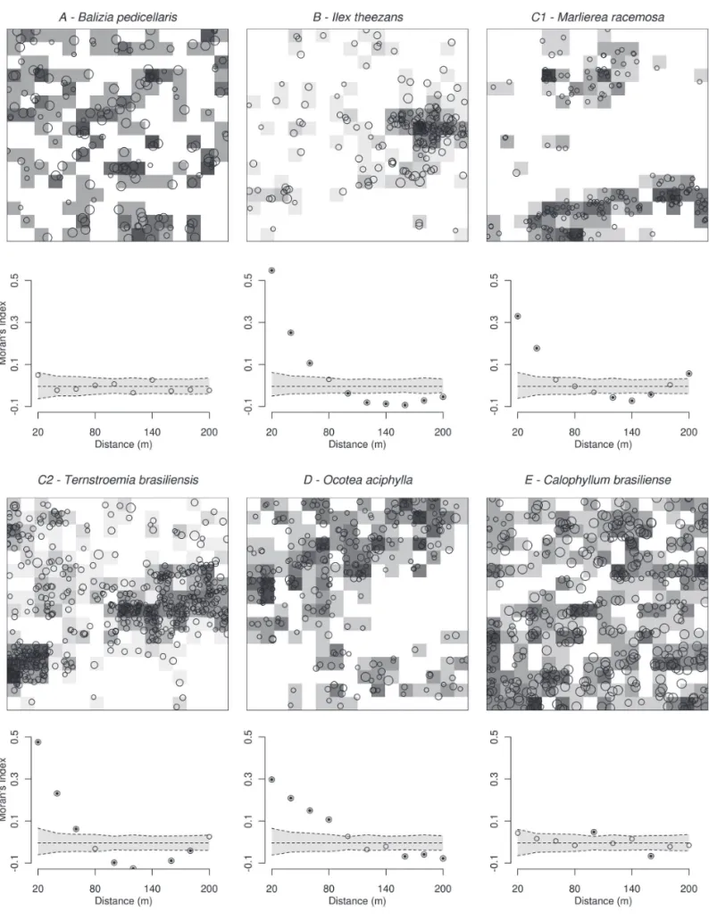 Figure 3. Illustrative maps of the general distribution patterns suggested for the most abundant tree species in the 256 subplots (20×20 m) surveyed