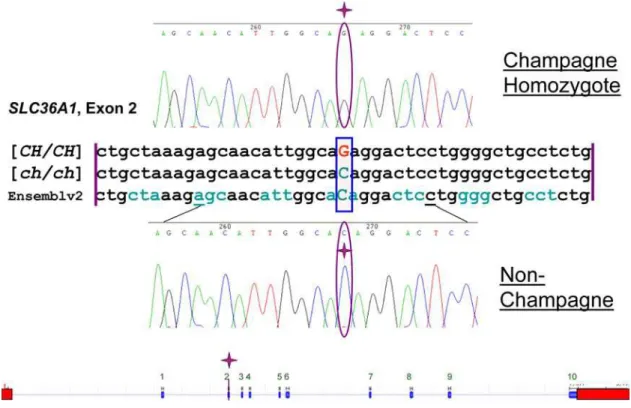 Figure 6. Seven Species Protein Sequence Alignment for SLC36A1 exons 1 and 2. The R highlighted in red is the amino acid replacement associated with the champagne phenotype.