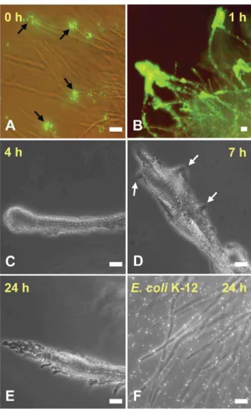 Figure 1. Time course of interaction of S . Typhimurium with A.