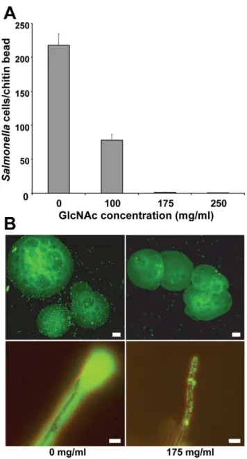 Figure 2. Inhibitory effect of pre-incubation of S . Typhimurium with GlcNAc on its attachment to chitin beads and A