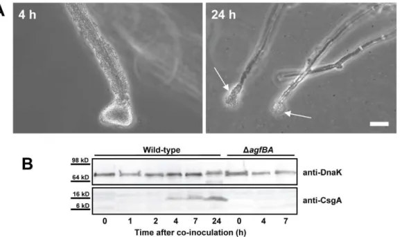 Figure 5. Role of curli in the interaction of S . Typhimurium with A. niger . (A) Colonization of the hyphae by a S