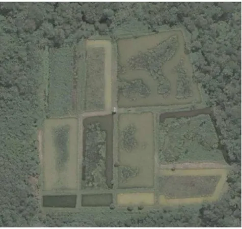 Foto 8: Vista de satélite dos viveiros em situação atual.  