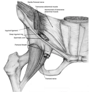 Figure  1c.  Inguinal  Anatomy  Deep  Layer.    The  transverses  abdominus muscle lies below the internal oblique