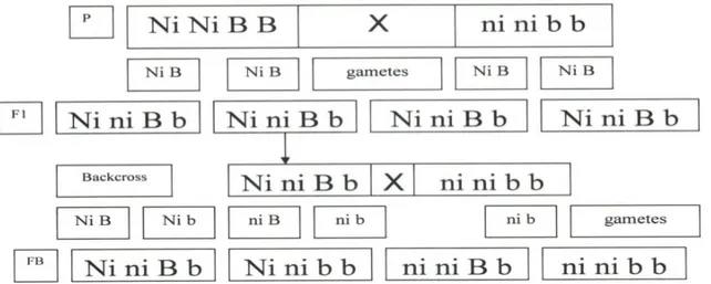 Figure 1. The genotypes resulted in F1 and FB progeny after Half-Black X Red Blond  crossing (Petrescu-Mag et al 2007)