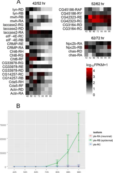 Fig 6. Isoform switching between neighboring time points. A. A heat map is shown for selected genes where we detected putative switching between isoforms