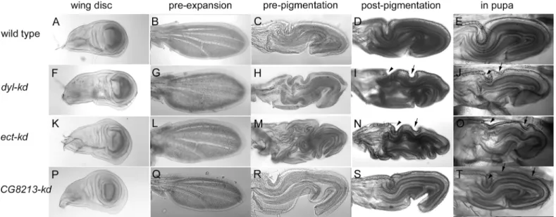 Fig 1. Changes in pupal wing morphology over time in wild type and mutants. Shown are wing discs and pupal wings from wild type (Ore-R (A-E), dyl-kd (F-J), ect-kd (K-O) and CG8213-kd (P-T) animals