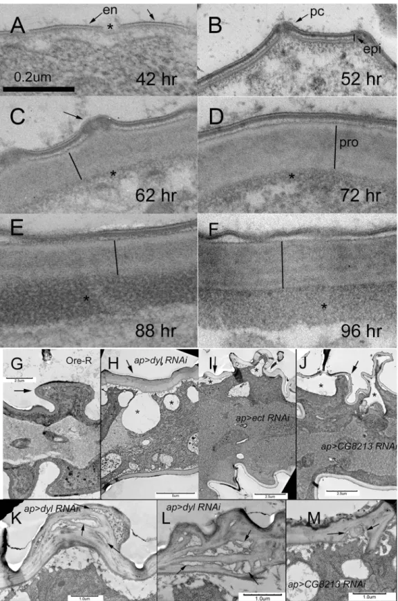 Fig 2. Transmission electron micrographs of wing cuticle deposition. Panels A-F are all shown at the same magnification