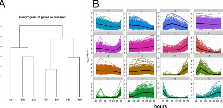 Fig 3. Gene expression clusters during the deposition of wing cuticle. A. The dendrogram shows the relationships between the gene expression patterns at different time points