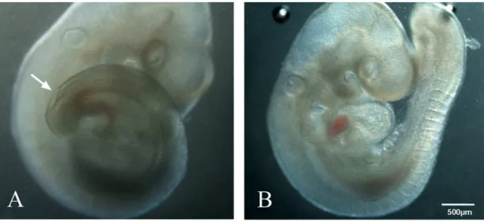 Table 1. Temporal expression of 14-3-3f mRNA in posterior spinal cords of rat fetuses.