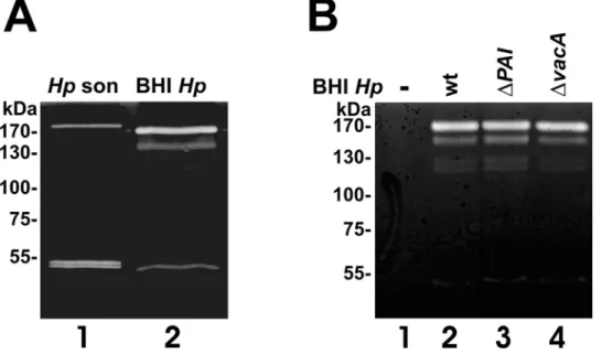Figure 1. H. pylori secretes bacterial factors with caseinolytic activities. (A) The H