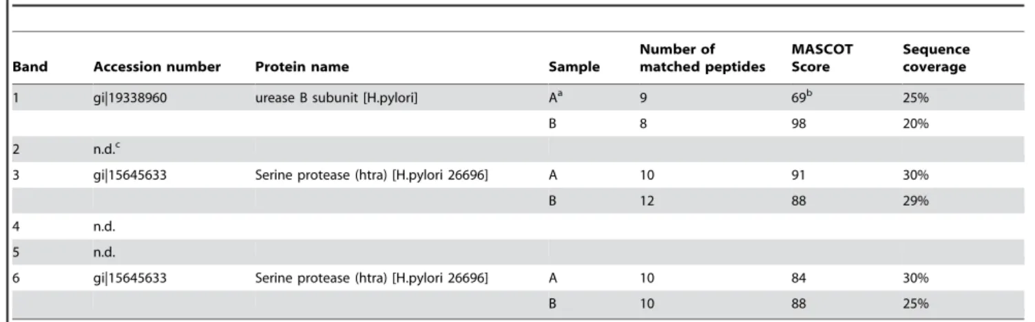 Figure 2. Identification of H. pylori proteases. (A) For a preparative analyses, 18610 9 bacteria were lysed and analyzed by zymography