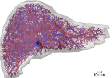 Fig 3. Human Liver Vascular Dataset. The image shows a visualization of a human liver shape including algorithmically refined vascular structures