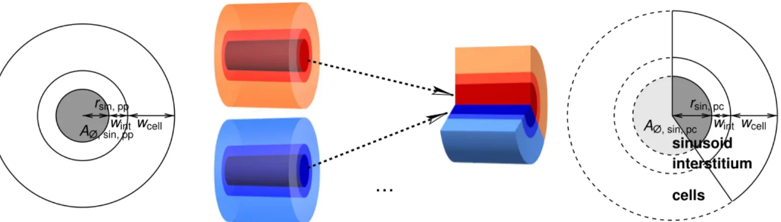 Fig 4. Sketch for the 1D Representation of Sinusoids. The volume rendering in the middle illustrates our assumption of multiple periportally starting sinusoids contributing to a thicker pericentrally terminating sinusoid