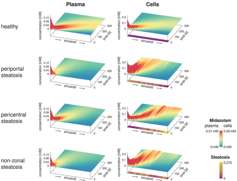 Fig 8. Spatio-Temporal Midazolam Concentration Profiles. The surface plots show the spatio-temporal evolution of the midazolam concentrations in the blood plasma and the hepatocytes along representative sinusoids assuming an infusion of duration 5 seconds 