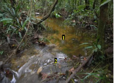 Figura 6. Exemplo de alternância de unidades de canal nos riachos das seis áreas amostradas na Bacia  Amazônica