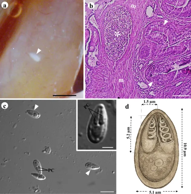 Figure 1. Myxobolus marajoensis sp. n. of Rhamdia quelen. (a) Intestine with a cyst (arrow head); Scale bar = 2000 μm; (b) Histological section  of the intestine stained with Hematoxylin and Eosin, showing the cyst (*) in the muscle layer (m), detail of th