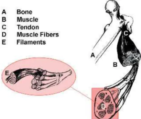 Table 1. Contractile Characteristics, Selected Enzyme Activities, and Morphological  and Metabolic Properties of Human Skeletal Muscle Fiber Types