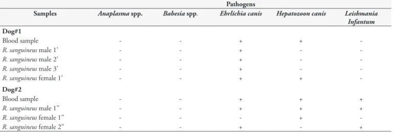 Table 1. Vector-borne pathogens detected molecularly in dogs and ticks in this study, RN, Brazil.