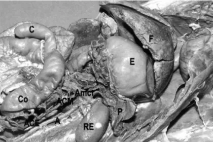 Fig. 1. Photography of the abdominal cavity, opossum ventral sight showing the stomach (E); liver (F); pancreas (P); left kidney (RE); cecum (C); colon (Co)