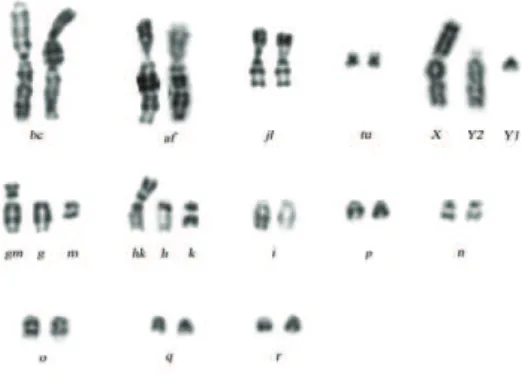 Fig. 2. G-banded karyotype of the Borisov race,  male, g/m, h/k, i, p, n, o, q, r.