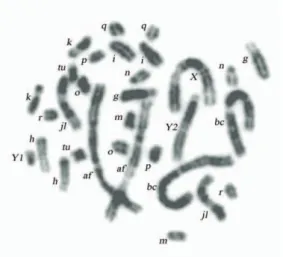 Fig. 3. G-banded karyotype of the Turov race, male,  g, h, i, k, m, n, o, p, q, r.