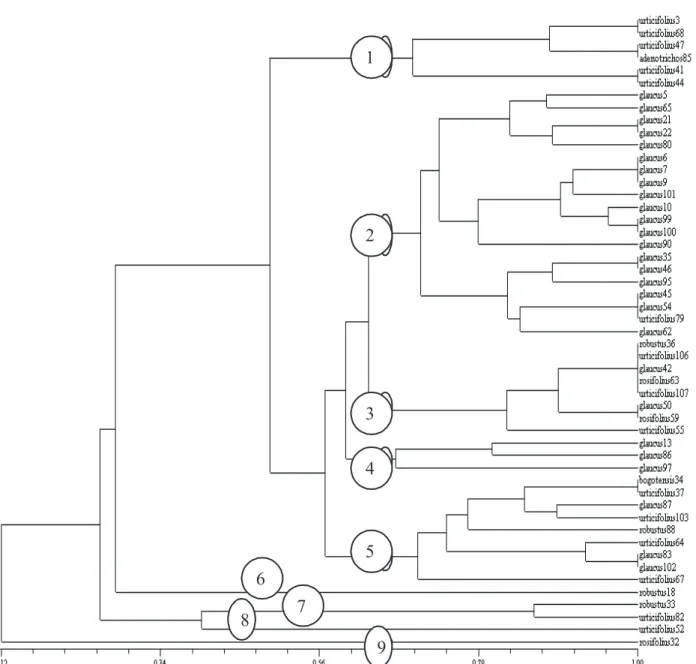 Figure 2. Cluster analysis of 51 accessions of Rubus sp., based on the matrix of genetic similarity calculated based on SSR markers