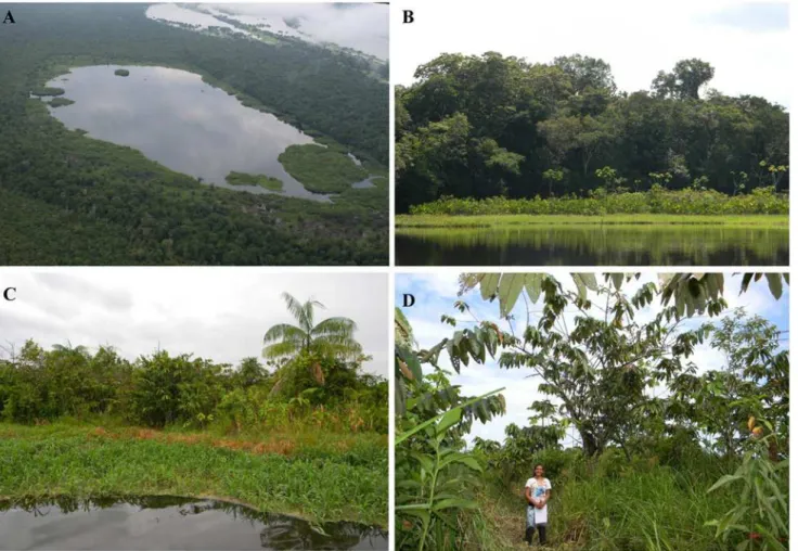Fig 1. Pictures of matupás in Amanã Sustainable Development Reserve (Amazonas, Brasil)