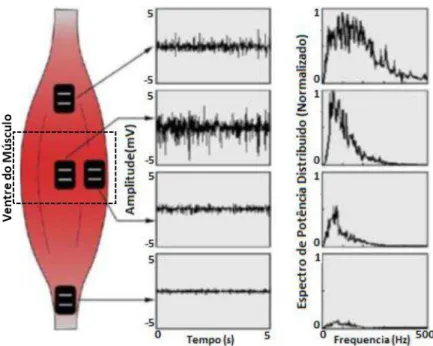 Figura 6: Sinais captados em diferentes posições dos eletrodos na fibra muscular. Fonte: adaptado  de Deluca (1997)