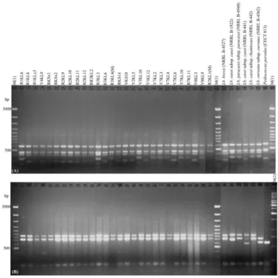 Figure  1  Restriction  patterns  of  the  16S  rRNA-ITS  gene  of  28  isolates  (Lactobacilli  and  Pediococcus)  and  reference  strains  digested  with  the  endonucleases  HaeIII  (A)  and  TaqI  (B)